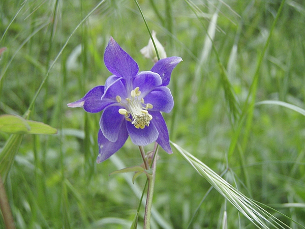 Linum bienne, Aquilegia sp., Veronica chamaedrys